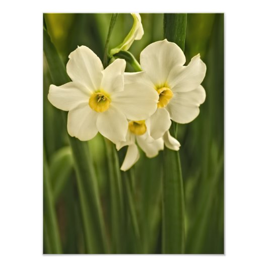White Spring Narcissus, Floral Photography Foto Afdruk (Voorkant)