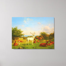 White Stag Deer Open Field Natuur Wildlife Canvas Afdruk