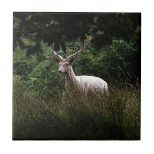White Stag, Deer, wildlife, dierenfoto Tegeltje