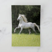 White Stallion's Pride - Paard Wenskaart Kaart (Binnen)