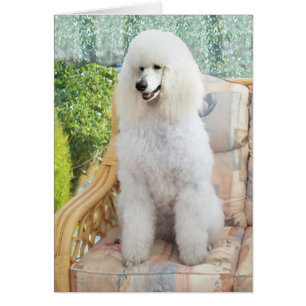 White Standard Poodle