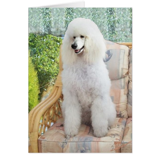 White Standard Poodle (Voorkant)