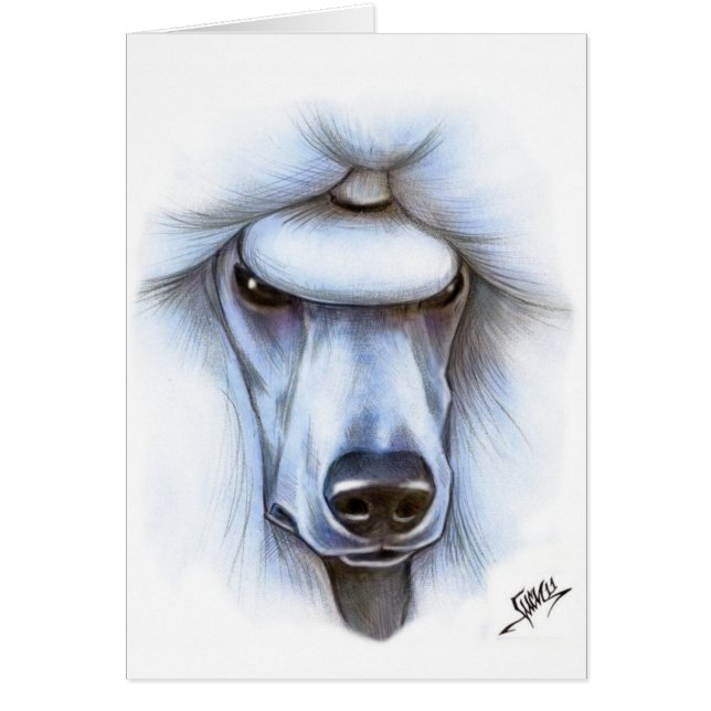 White Standard Poodle (Voorkant)