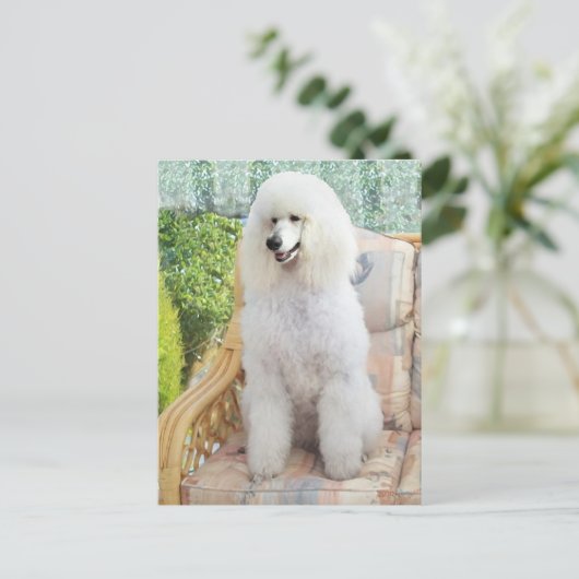 White Standard Poodle Briefkaart (Staand voorkant)