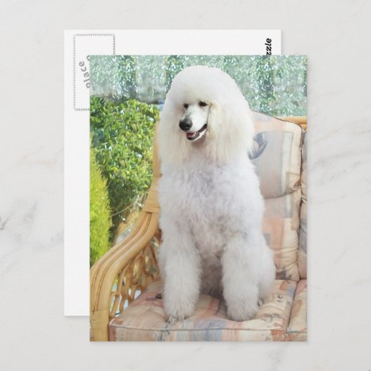 White Standard Poodle Briefkaart (Voorkant / Achterkant)