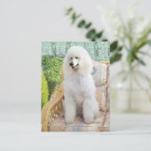White Standard Poodle Briefkaart (Staand voorkant)