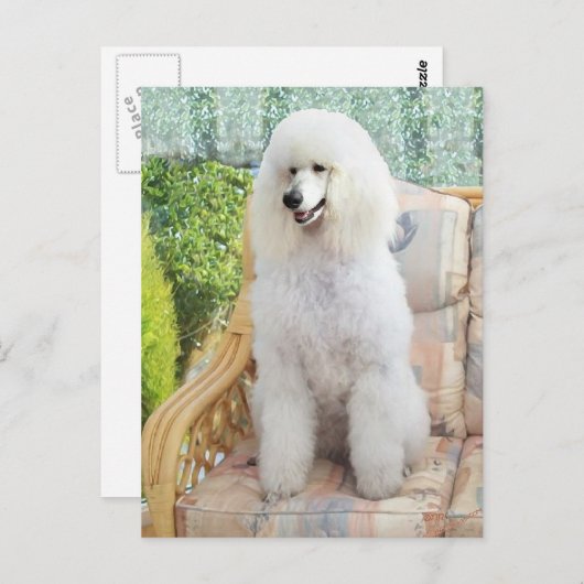 White Standard Poodle Briefkaart (Voorkant / Achterkant)
