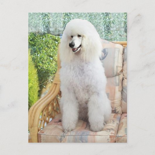 White Standard Poodle Briefkaart (Voorkant)