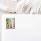 White Standard Poodle Etiket (Insitu)