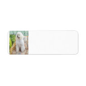 White Standard Poodle Etiket (Voorkant)