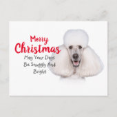 White Standard Poodle-kerstkaart Feestdagenkaart (Voorkant)