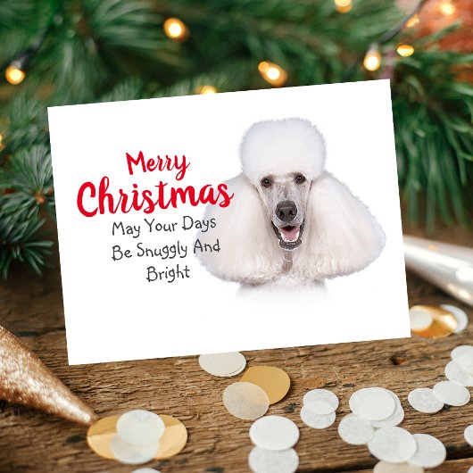 White Standard Poodle-kerstkaart Feestdagenkaart
