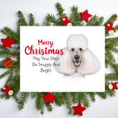 White Standard Poodle-kerstkaart Feestdagenkaart
