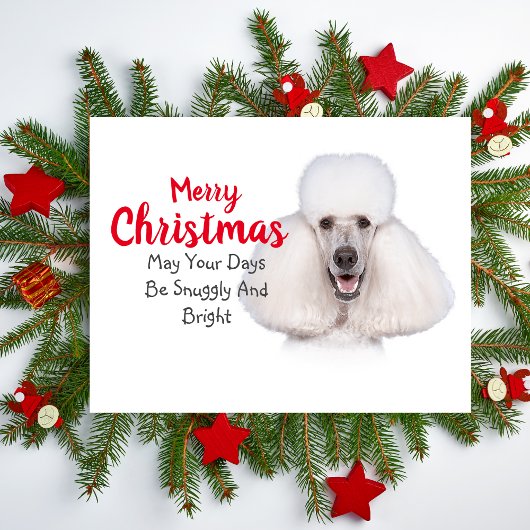 White Standard Poodle-kerstkaart Feestdagenkaart
