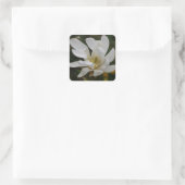 White Star Magnolia Sticker (Tas)