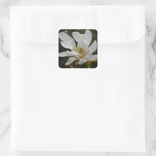 White Star Magnolia Sticker (Tas)