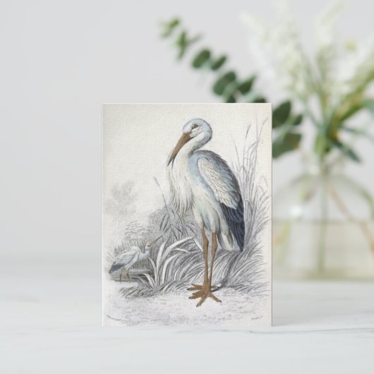 White Stork  Bird Illustration Briefkaart (Staand voorkant)