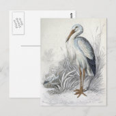 White Stork  Bird Illustration Briefkaart (Voorkant / Achterkant)