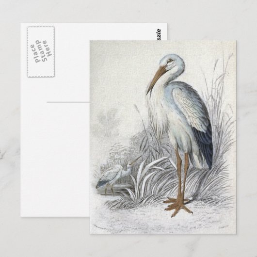White Stork  Bird Illustration Briefkaart (Voorkant / Achterkant)
