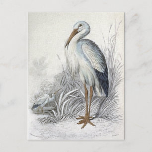 White Stork  Bird Illustration Briefkaart