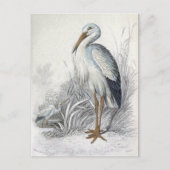 White Stork  Bird Illustration Briefkaart (Voorkant)