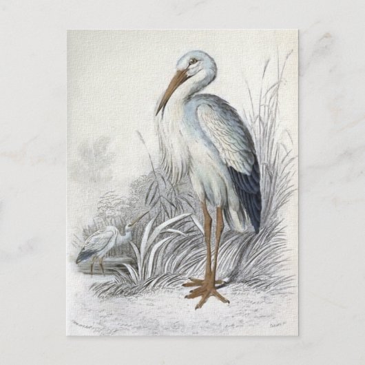 White Stork  Bird Illustration Briefkaart (Voorkant)