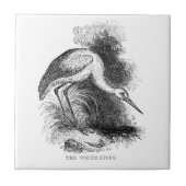 White Stork  Bird Wildlife Tekening Tegeltje (Voorkant)