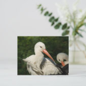 White Stork Briefkaart (Staand voorkant)