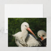White Stork Briefkaart (Voorkant / Achterkant)