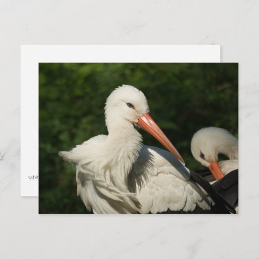 White Stork Briefkaart (Voorkant / Achterkant)