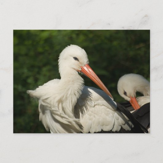 White Stork Briefkaart (Voorkant)