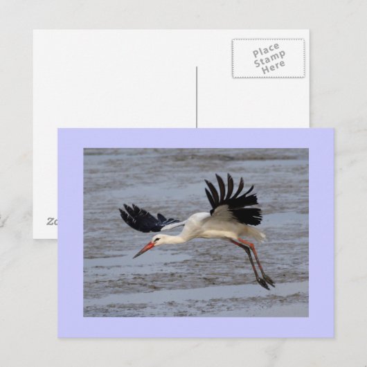 White Stork Briefkaart (Voorkant / Achterkant)