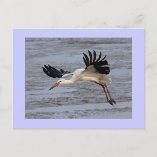 White Stork Briefkaart