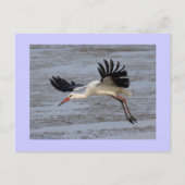White Stork Briefkaart (Voorkant)