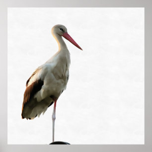 White Stork (Ciconia ciconia) Bird Art over White Poster