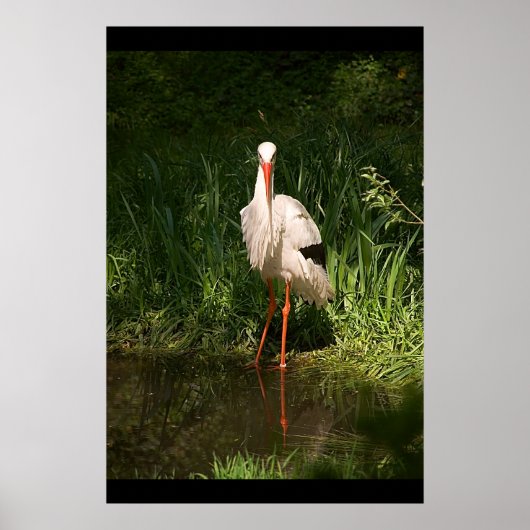 White Stork Poster (Voorkant)
