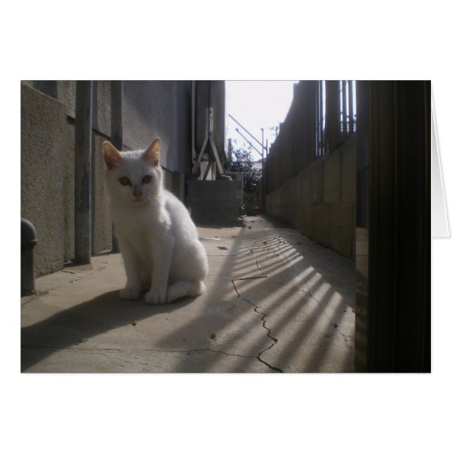White Stray Kitten in Japan (Voorkant Horizontaal)