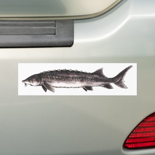 White Sturgeon - Acipenser transmontanus Bumpersticker (Op auto)