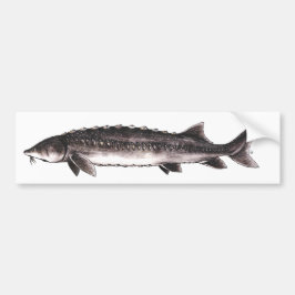 White Sturgeon - Acipenser transmontanus Bumpersticker