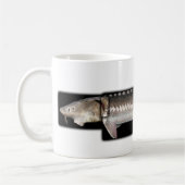 White Sturgeon - Acipenser transmontanus Koffiemok (Links)