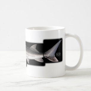 White Sturgeon - Acipenser transmontanus Koffiemok