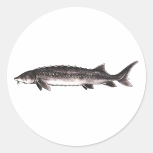 White Sturgeon - Acipenser transmontanus Ronde Sticker