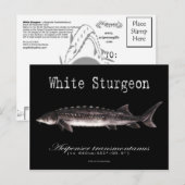 White Sturgeon-Black-Briefkaart Briefkaart (Voorkant / Achterkant)