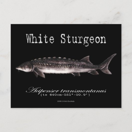 White Sturgeon-Black-Briefkaart Briefkaart (Voorkant)
