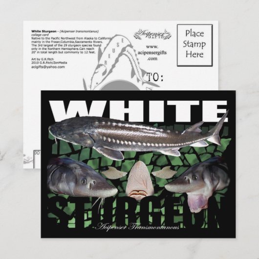 White Sturgeon-Collage-Briefkaart Briefkaart (Voorkant / Achterkant)