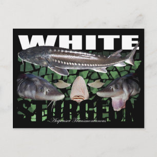 White Sturgeon-Collage-Briefkaart Briefkaart
