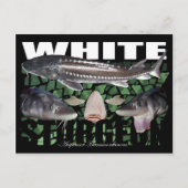 White Sturgeon-Collage-Briefkaart Briefkaart (Voorkant)