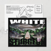 White Sturgeon-Collage-Briefkaart Briefkaart (Voorkant / Achterkant)