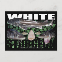 White Sturgeon-Collage-Briefkaart