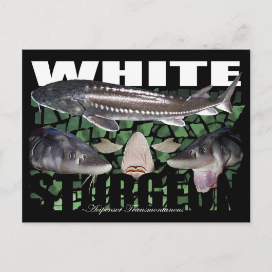 White Sturgeon-Collage-Briefkaart Briefkaart (Voorkant)
